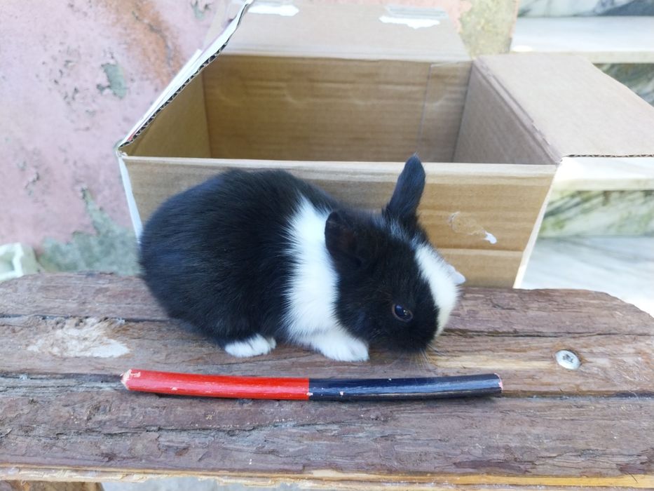 Coelhos anões cabeca de leão  /minilop/nederland dwarf