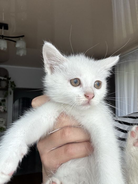 Кошенята у добрі руки