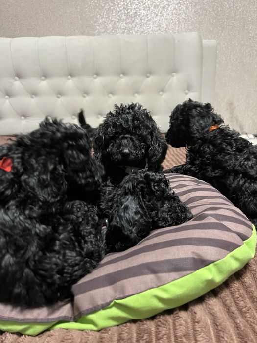 Справжній ТОЙ ПУДЕЛЬ