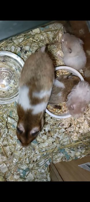 Мальчик и девочка малыши Хомяк