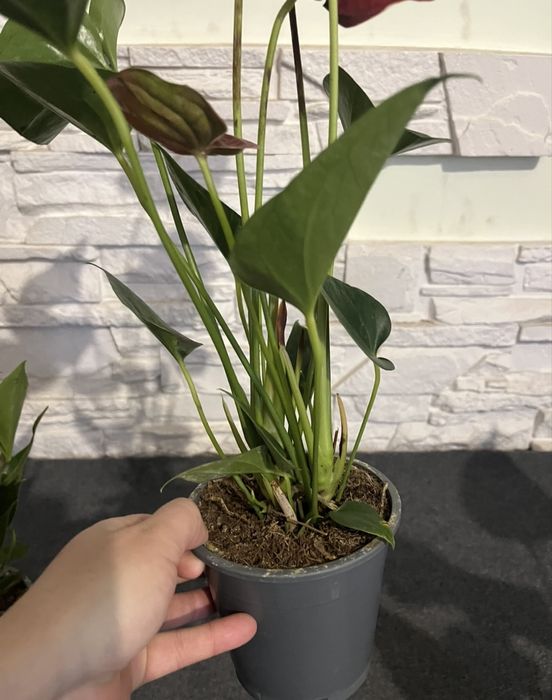 Антуріум! Розпродаж!Уцінка!