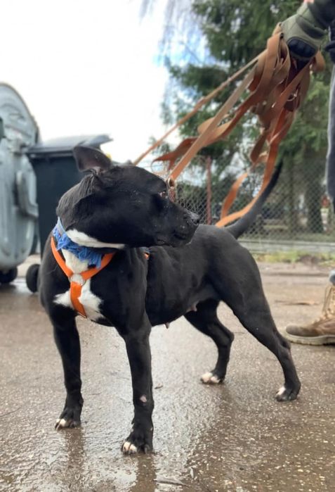 Ulka do Odpowiedzialnej adopcji