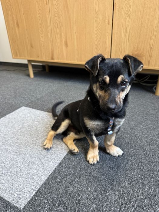 Szczeniak szuka domu