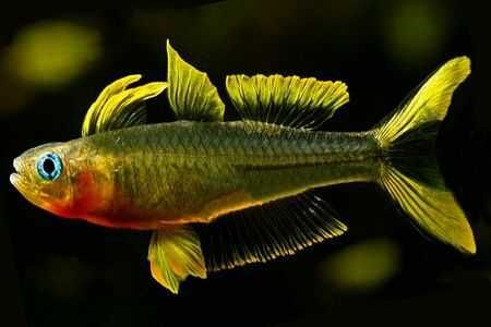 Modrook słoneczny - Pseudomugil furcatus - dowóz, wysyłka