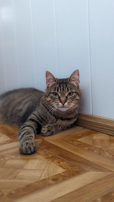 Красивая Рыся бесплатно