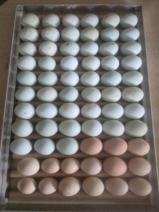 Jaja lęgowe araukan jaja lęgowe kur araukam jaja lęgowe araukan