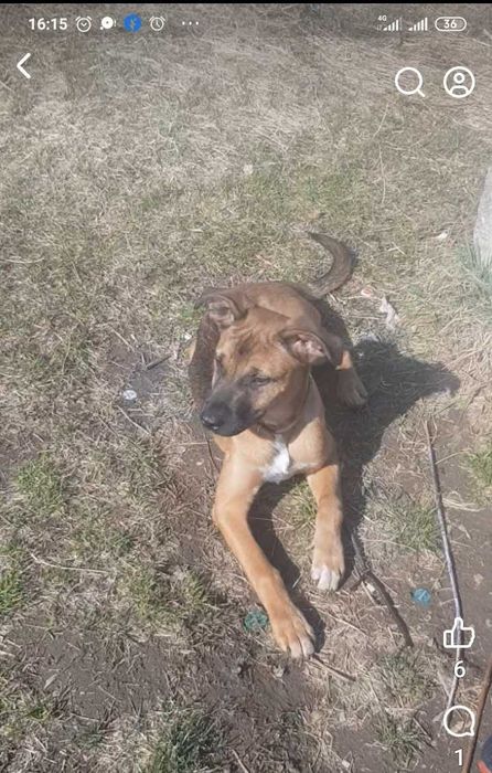 Молодий помісний Амстафф