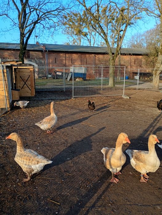 Jajka lęgowe od gesi