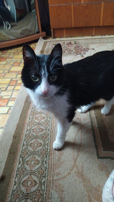 Перетримка котів та невеликих собак