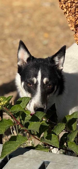 Жасмин в поисках дома