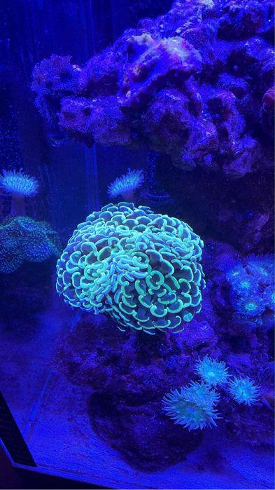 Akwarium morskie 49l