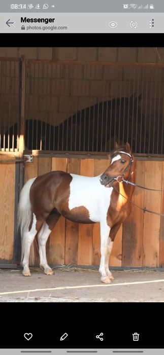 Polski kuc wierzchowy  z licencją