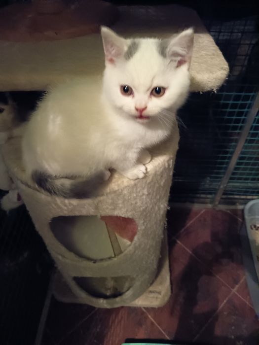 Przepiękny biały kocurek brytyjski