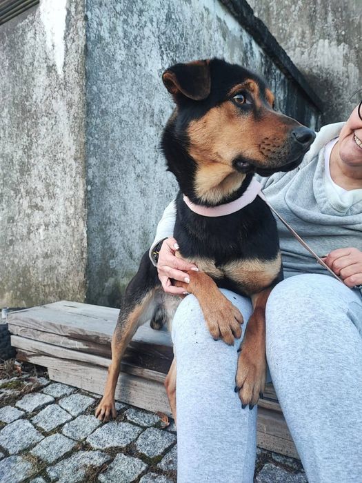 Caozinho de ano e meio