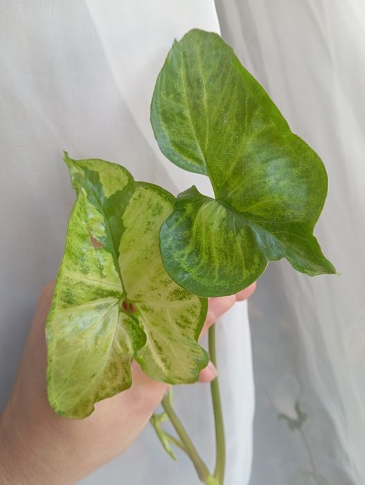 Szczyt syngonium green Beauty