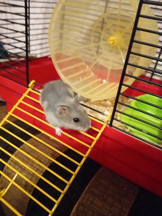 Хомячкі Джунгарікі,