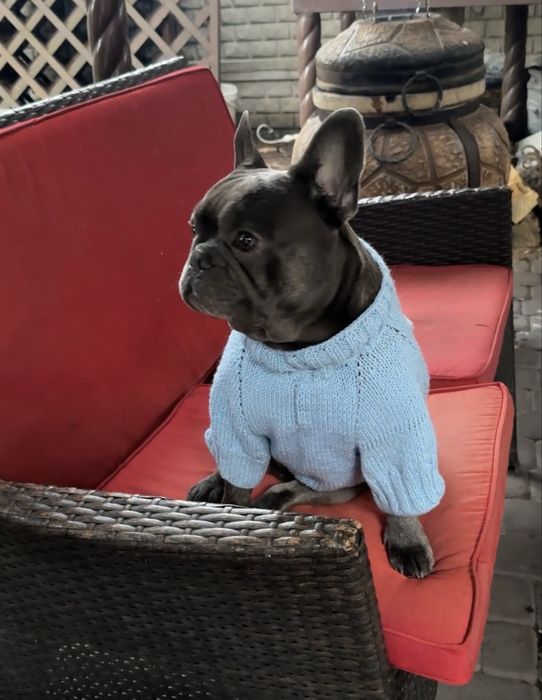 Французський бульдог вʼязка