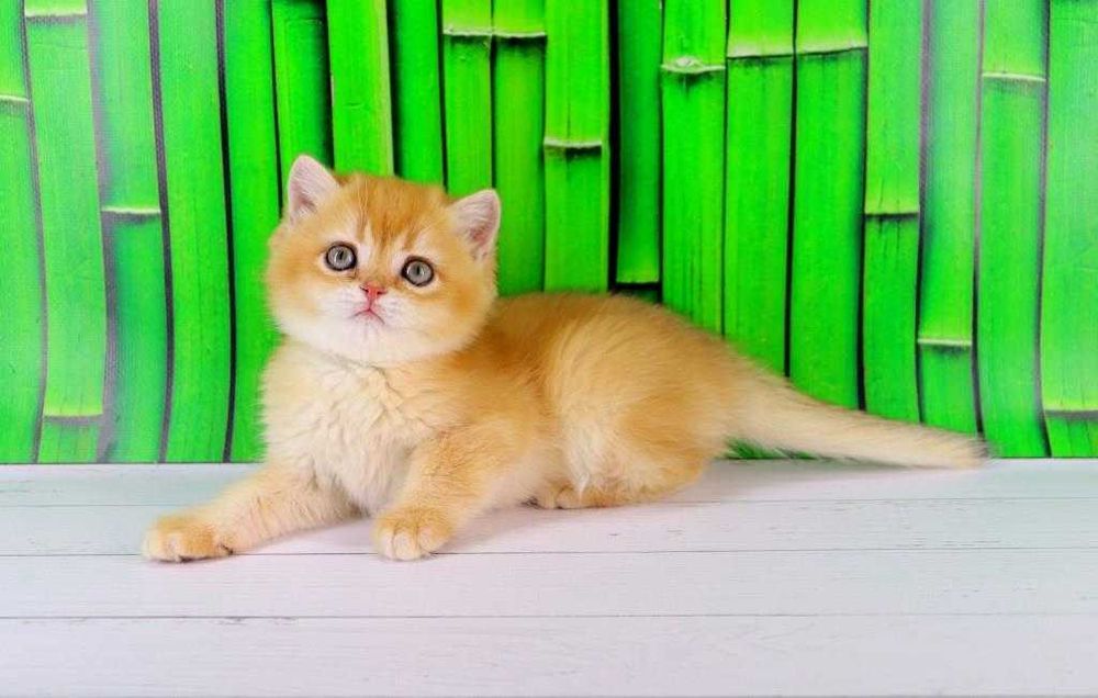 Дуже ласкавий та красивий британських хлопчик-золота шиншилла