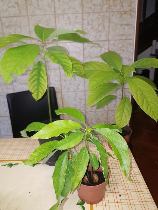 Abacateiros , de boa qualidade.