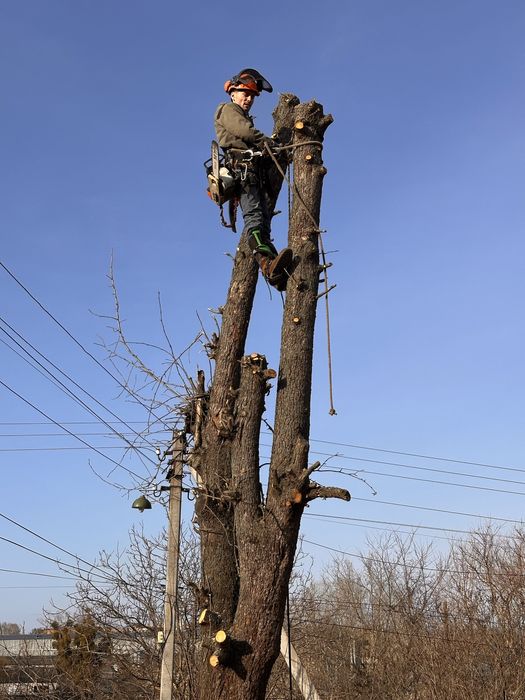 Спилить дерево, срезать дерево