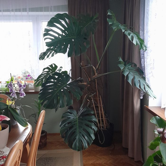 MONSTERA ok. 2m z doniczka