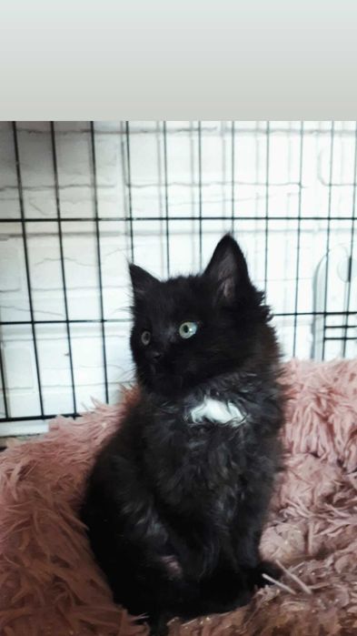 Отдам пушистого черного котенка, 2,5 месяца девочка,