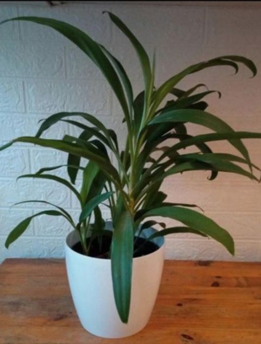 Roślina zielona sadzonka