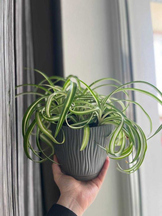 Хлорофітум, кімнатна рослина