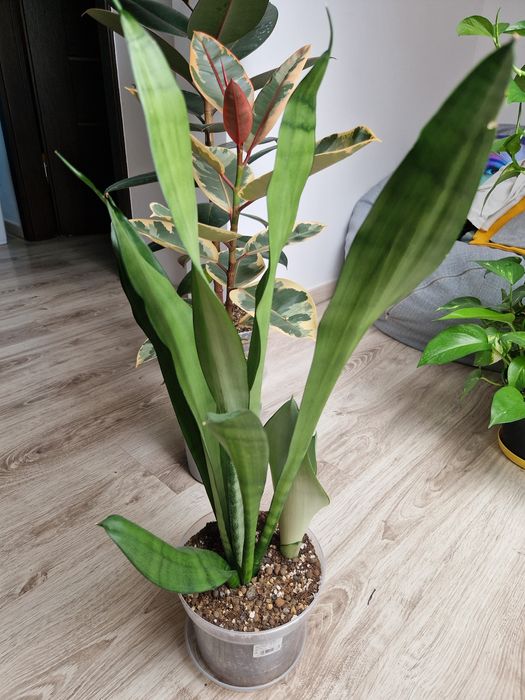 sansevieria moonshine