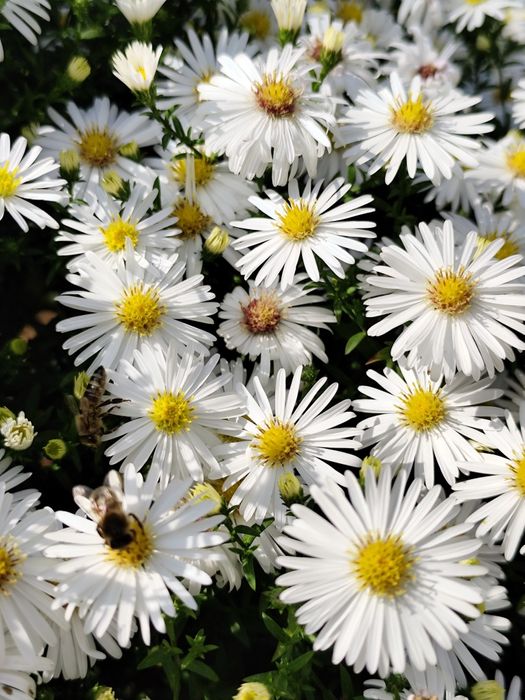 Astry marcinki dwa kolory