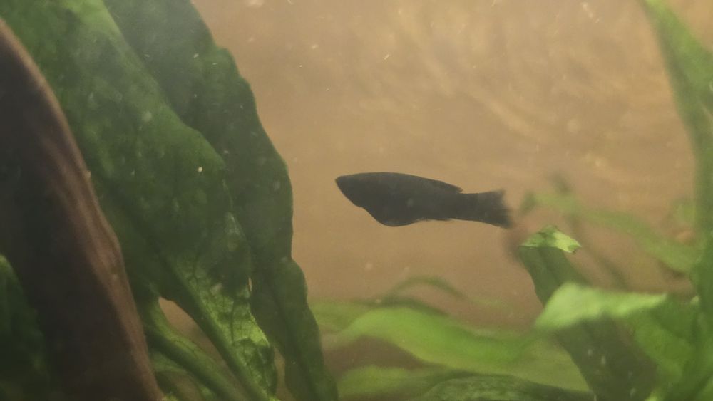 Molinezja czarna i nakrapiana. Młode rybki akwariowe. Zdrowe..