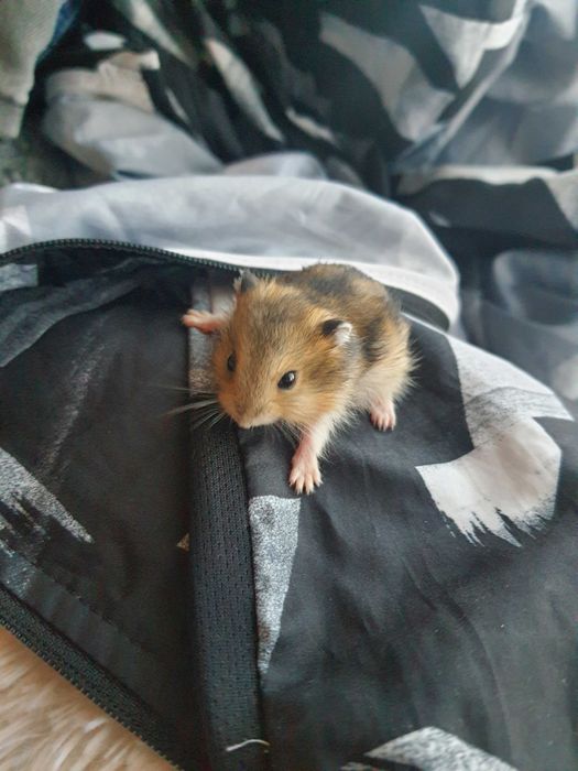 Хомячки малыши, джунгарские