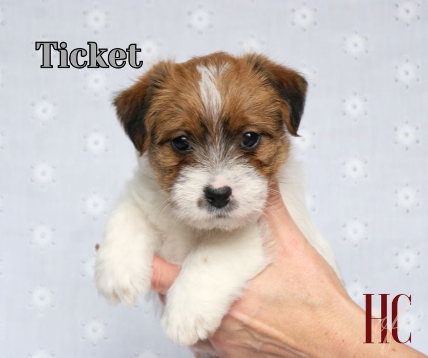 PIESEK TICKET Jack Russell Terrier szorstkowlosy ZKwP FCI