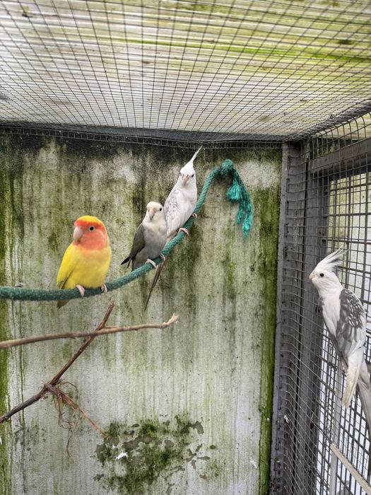 Casal de agapornis roseicollis agapones