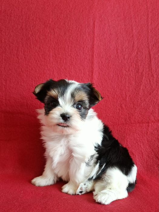 York biewer yorkshire terrier biewer piesek rodowód 4ro pokoleniowy