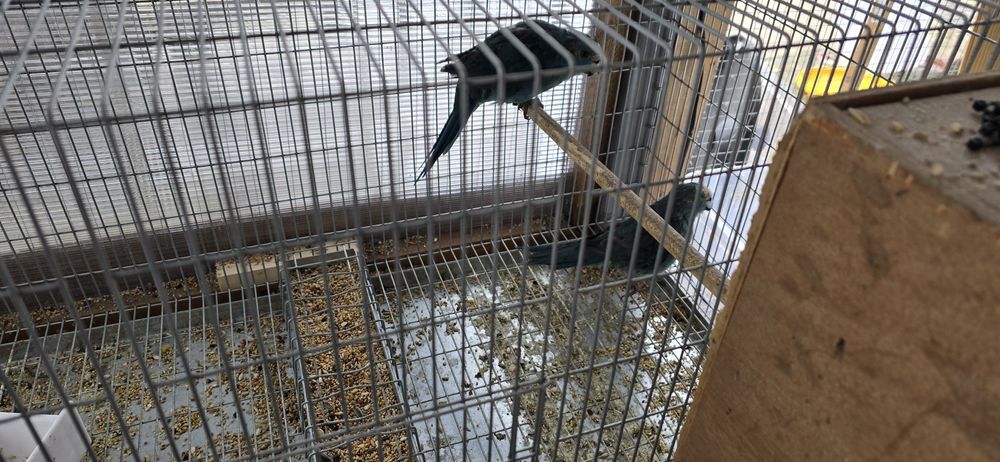 Casal de kakarikis azuis