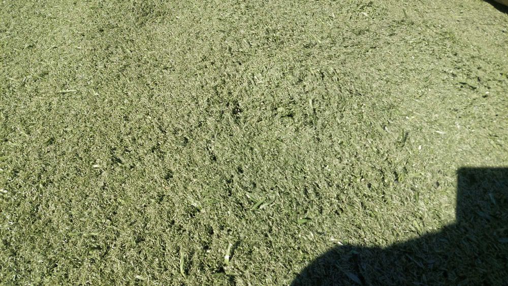 Relva sintética profissional longa duração