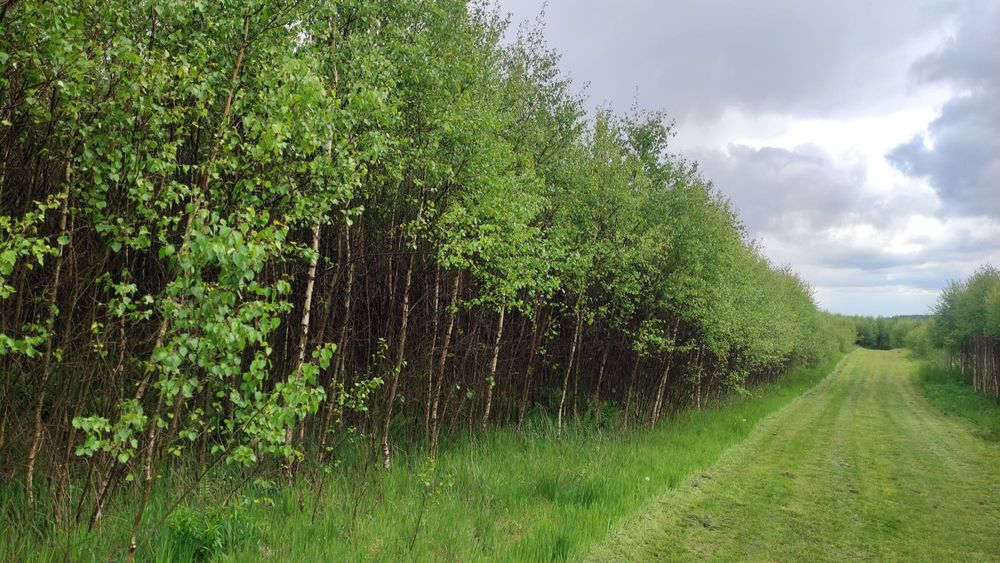 Działka 3001 m², pod rekreację. Kaszuby, Stary Barkoczyn, Bukowe Pole.