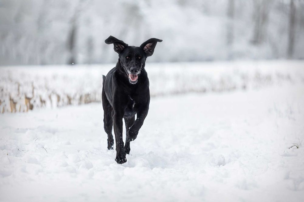 Ira do adopcji! Duża suczka szuka domu!