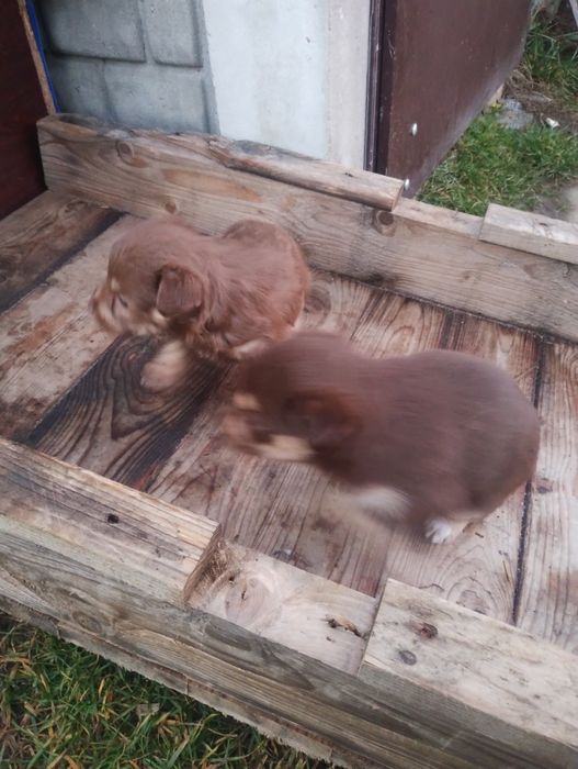 oddam pieski w dobre ręce