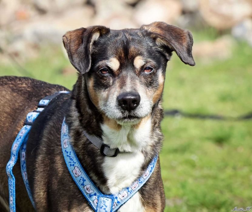 Wspaniały staruszek DOMEL czeka na dom!