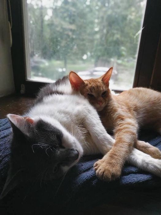 Добра Кішечка Санні мріє про родину!