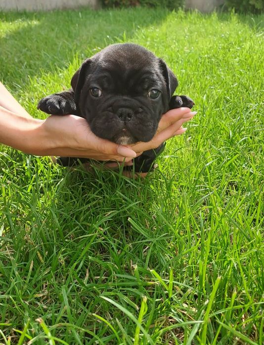 Buldog francuski