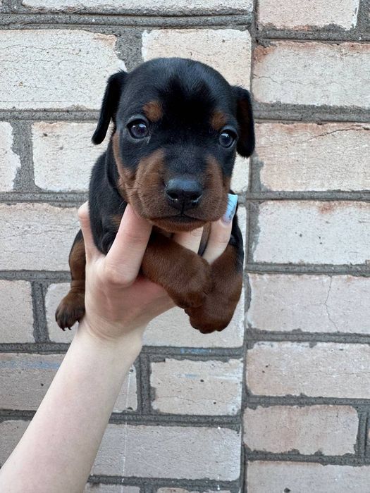 Дівчатка цвергпінчера(мініатюрного пінчера)