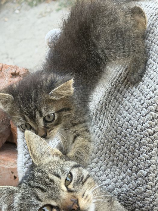 Віддам два котика слухняні