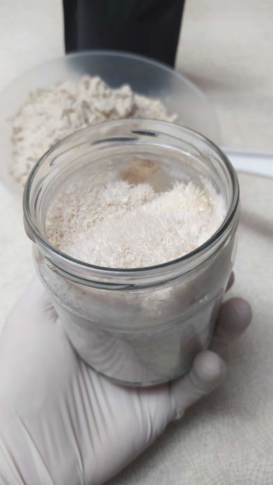 РАСПРОДАЖА‼️ Ежовик Гребенчатый 250 грамм