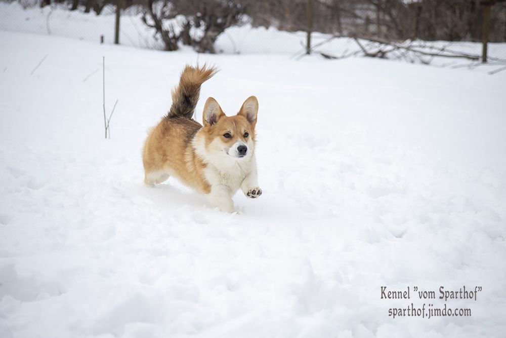 Запальні дівчатка коргі