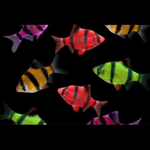 Рибки в акваріум Даніо Тернеція  Барбус Glo Fish ОПТ