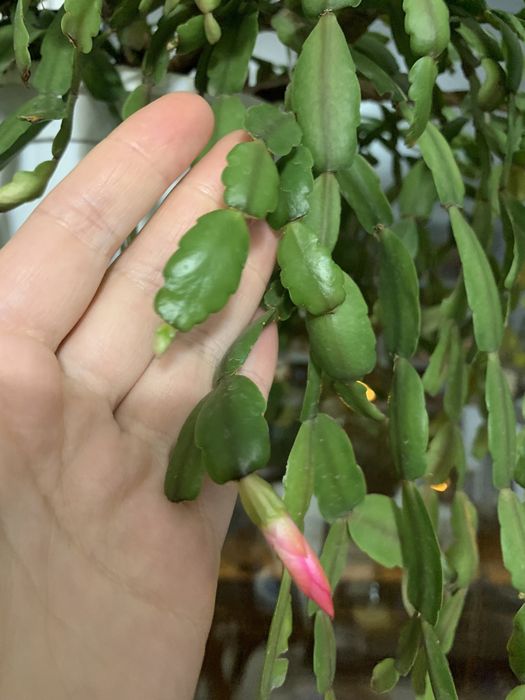 Декабрист, велика рослина