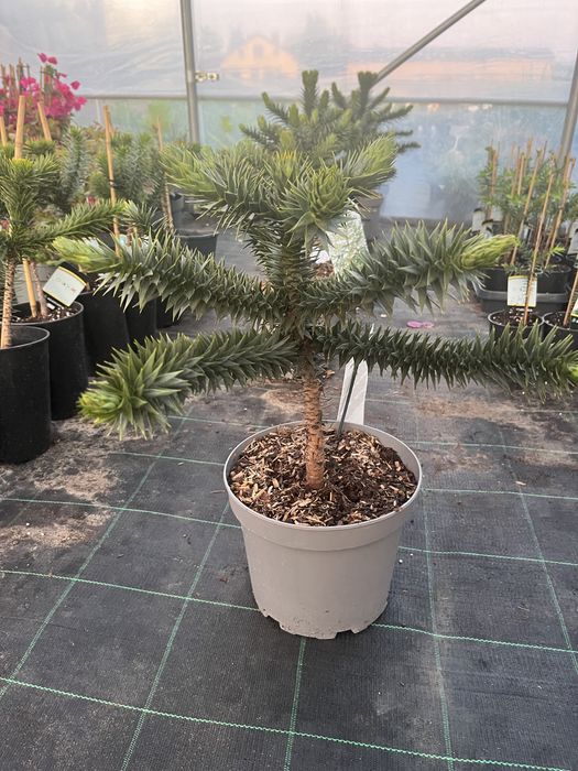 Araukaria chilisjaka 40 cm  małpie drzewo